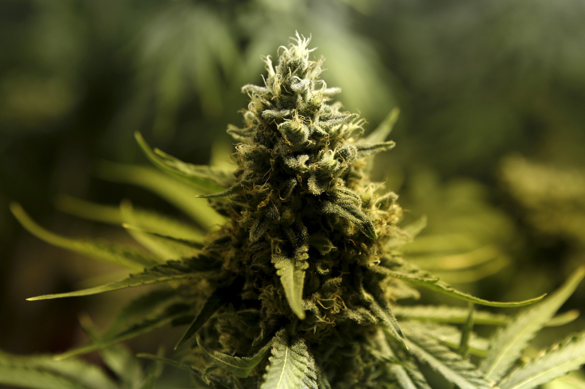 marijuana